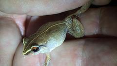 Eleutherodactylus antillensis