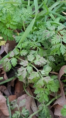 Tracheophyta