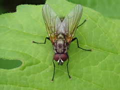 Hydrophoria lancifer