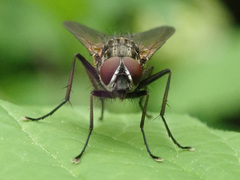 Hydrophoria lancifer