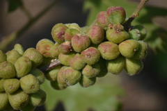 Andricus quercusformosus