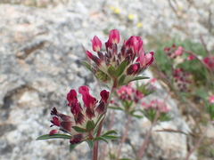 Anthyllis vulneraria rubriflora