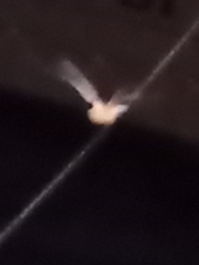 Chroicocephalus ridibundus