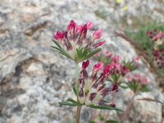 Anthyllis vulneraria rubriflora