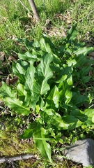 Arum italicum