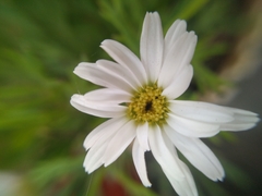 Argyranthemum