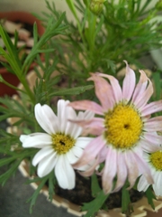 Argyranthemum