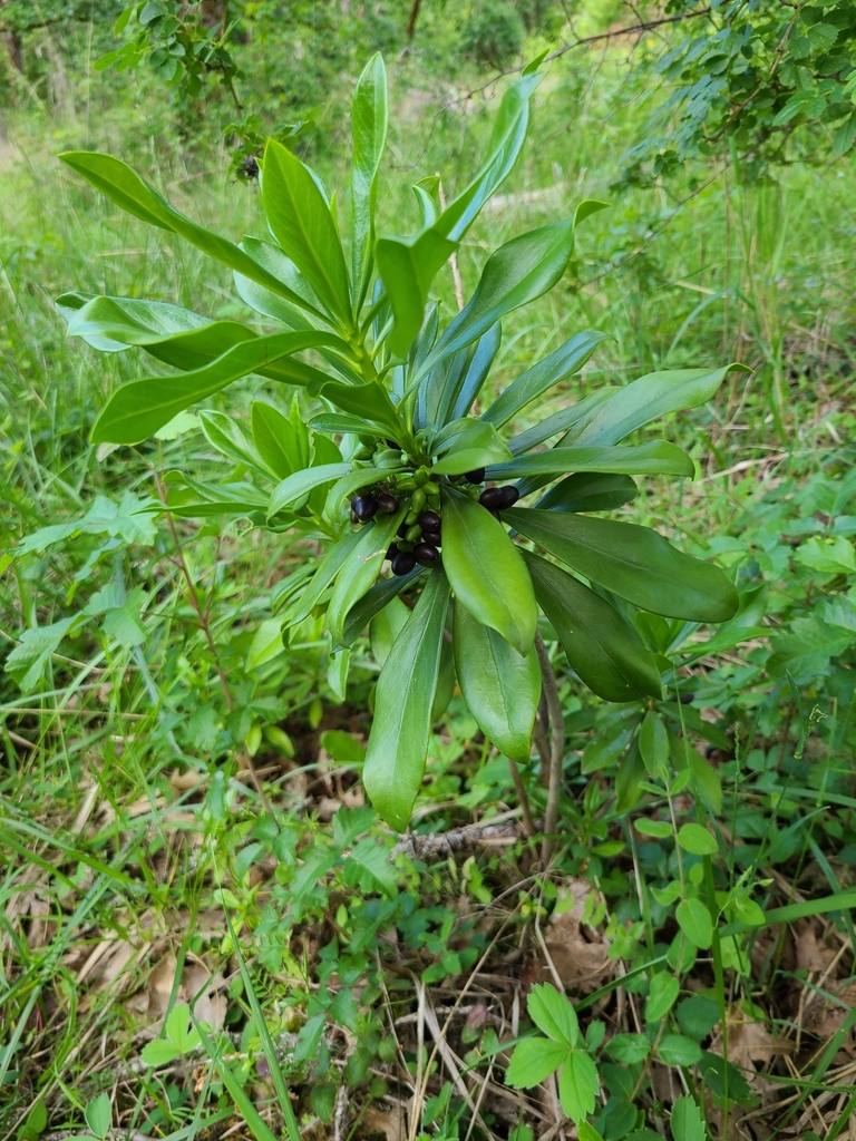 Daphne laureola, Eugene, OR 97405, USA, by dan_in_the_arb