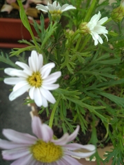 Argyranthemum