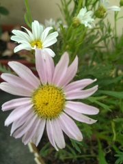 Argyranthemum