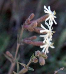 Silene supina