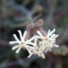 Silene supina