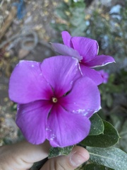 Catharanthus roseus