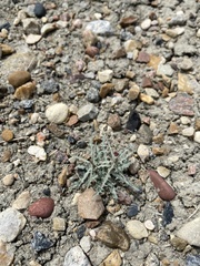 Stephanomeria runcinata