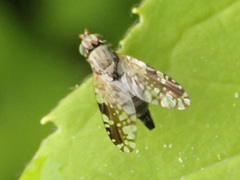 Tephritis neesii