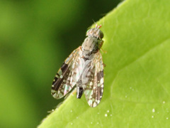 Tephritis neesii