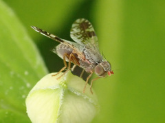 Tephritis neesii