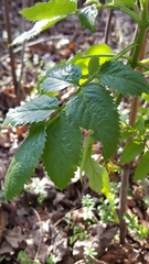 Tracheophyta