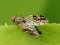 Tephritis neesii