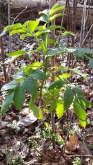 Tracheophyta