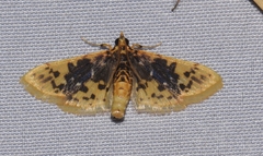 Noctuelia dichroalis