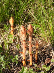 Orobanche teucrii