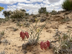 Astragalus ceramicus