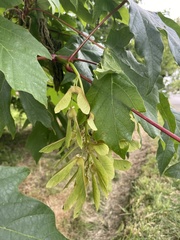 Acer macrophyllum