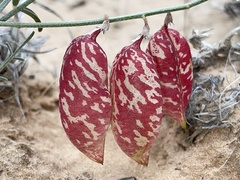 Astragalus ceramicus
