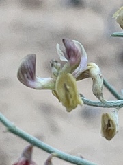 Astragalus ceramicus