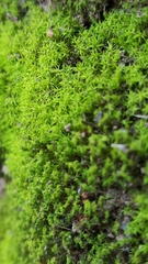Bryophyta