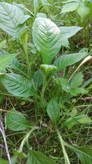 Hybanthus concolor
