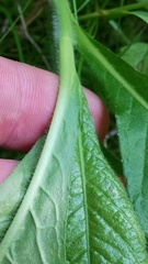 Hybanthus concolor
