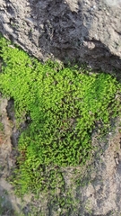 Bryophyta