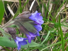 Pulmonaria australis