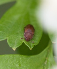 Epuraea aestiva
