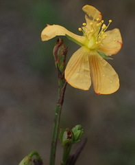 Hypericum lalandii