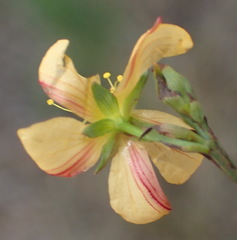 Hypericum lalandii