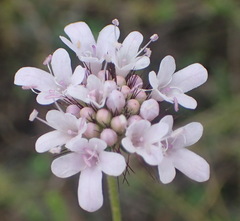 Scabiosa tysonii