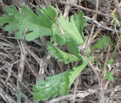 Scabiosa tysonii