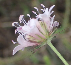 Scabiosa tysonii