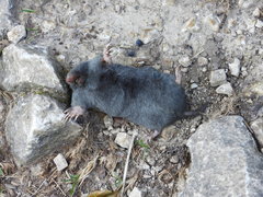 Talpa europaea