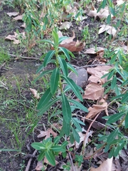 Angiospermae