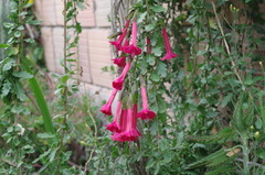 Cantua buxifolia