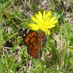 Vanessa altissima