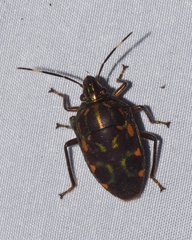 Tetrarthria variegata
