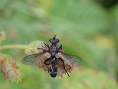 Cylindromyia