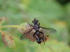 Cylindromyia