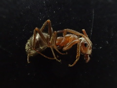 Formica francoeuri