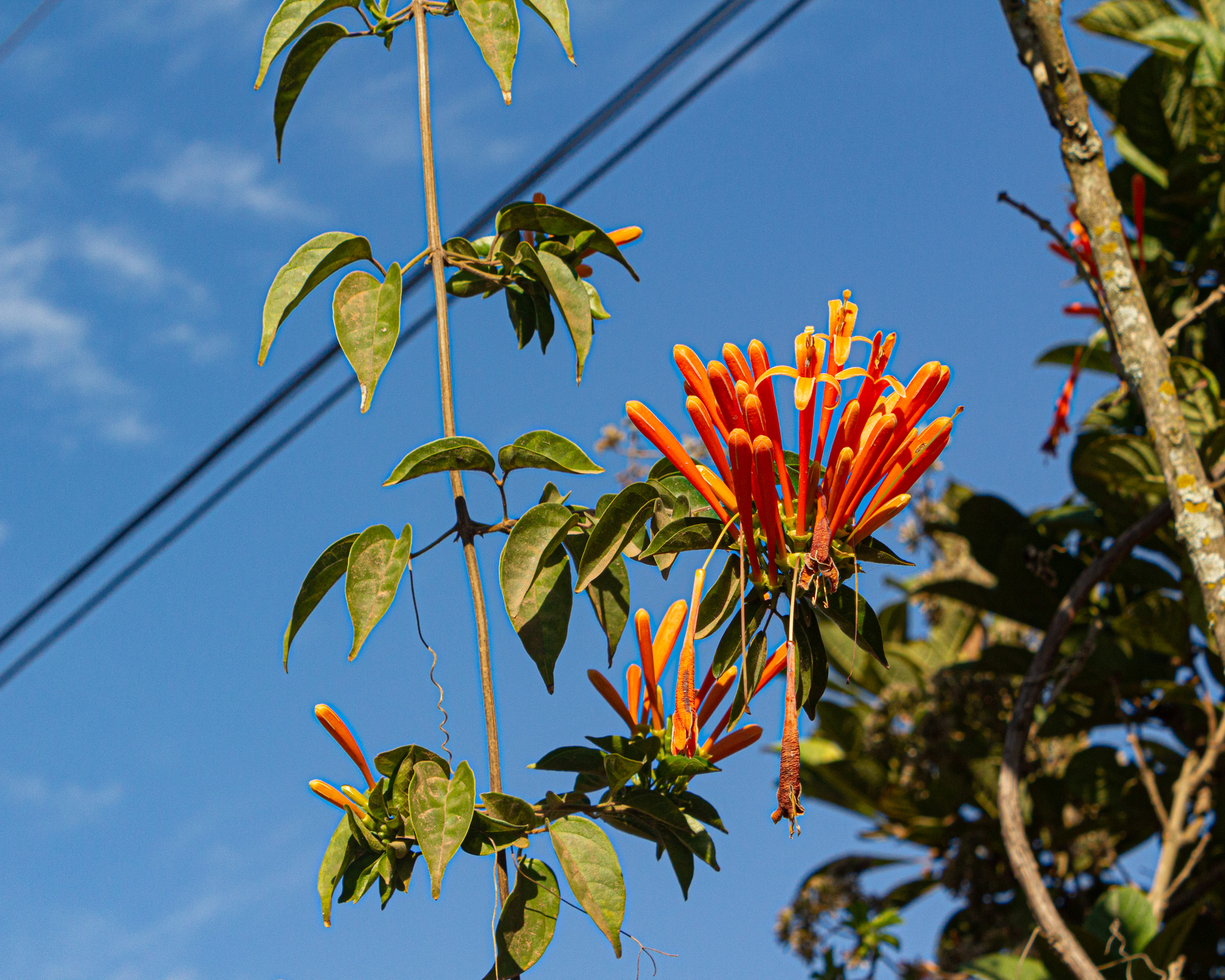 Pyrostegia venusta